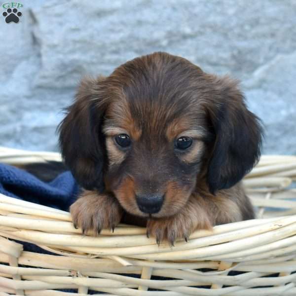 Olivia, Dachshund Puppy